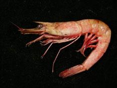 ( i Parapenaeus lanceolatus /i )