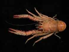 毛額刺鎧蝦( i Munidae pilorhyncha /i )