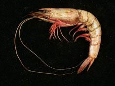 ( i Parapenaeus lanceolatus /i )