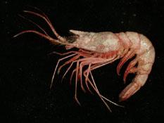 大管鞭蝦( i Solenocera melantho /i )