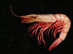 雄壯鬚蝦( i Aristeus virilis /i )