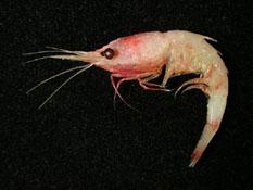 棘尾珍刺蝦( i Janicella spinicauda /i )