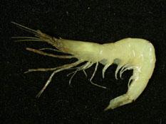 東方玻璃蝦( i Pasiphaea orientalis /i )