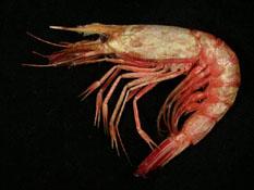 雄壯鬚蝦( i Aristeus virilis /i )
