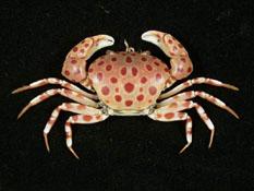 紅斑斗蟹( i Liagore rubromaculata /i )