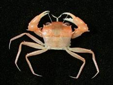 ( i Psopheticus hughi /i )