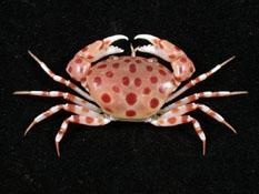 紅斑斗蟹( i Liagore rubromaculata /i )