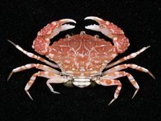 米氏新扇蟹( i Neoxanthias michelae /i )