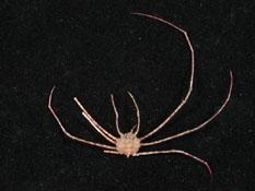 長足長踦蟹( i Phalangipus longipes /i )