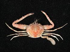 圓形狼牙蟹( i Lupocyclus rotundatus /i )
