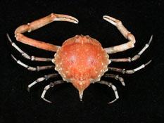 泡粒長螯蟹( i Randallia pustulosa /i )