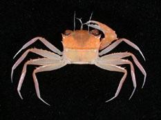 ( i Psopheticus hughi /i )