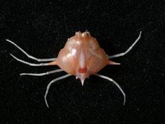 七刺栗殼蟹( i Arcania heptacantha /i )