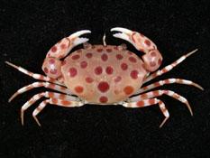 紅斑斗蟹( i Liagore rubromaculata /i )