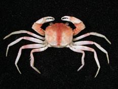 紫隆背蟹( i Carcinoplax purpurea /i )