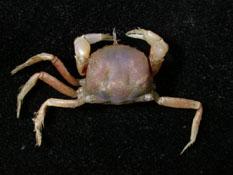 紅色相機蟹( i Camatopsis rubida /i )