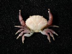 肉球皺蟹( i Leptodius sanguineus /i )