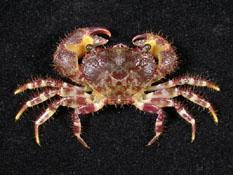 粗糙酋婦蟹( i Eriphia scabricula /i )