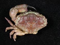 肉球皺蟹( i Leptodius sanguineus /i )