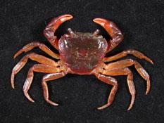 拉氏清溪蟹( i Candidiopotamon rathbunae /i )