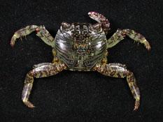 白紋方蟹( i Grapsus albolineatus /i )