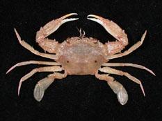 雙斑蟳( i Charybdis bimaculata /i )