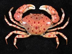 紅斑斗蟹( i Liagore rubromaculata /i )