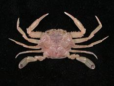 銀光梭子蟹( i Portunus argentatus /i )
