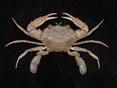 雙斑蟳( i Charybdis bimaculata /i )