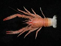 毛額刺鎧蝦( i Munidae pilorhyncha /i )