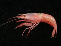 ( i Cholorotcus crassicornis? /i )
