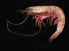 緣溝對蝦( i Penaeus marginatus /i )