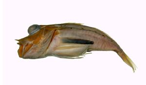 尖棘角魚( i pterygotrigla hemisticta /i )