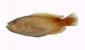 尾紋九刺鮨( i Cephalopholis urodeta /i )