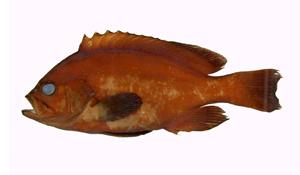 網紋石斑魚( i Epinephelus merra /i )