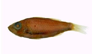 日本發光鯛( i Acropoma Japonicum /i )