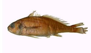 黑姑魚( i Atrobucca nibe /i )