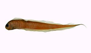 背點棘赤刀魚( i Acanthocepola limbata /i )