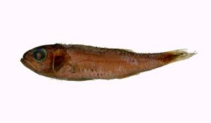 腹棘尖牙鱸( i Synagrops philippinensis /i )