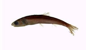 日本鯷( i Engraulis japonicus  /i )