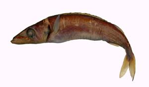 梭倫予( i Rexea prometheoides /i )