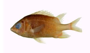 尾斑金鱗魚( i Sargocentron caudimaculatum /i )