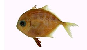 鎧鰺( i Carangoides armatus /i )