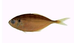吉打鰺( i Alepes djedaba /i )