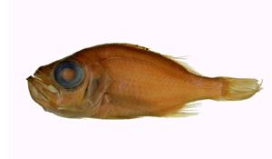 灰軟魚( i Malakichthys griseus /i )