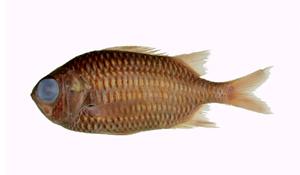 紫松毬( i Myripristis violaceus /i )