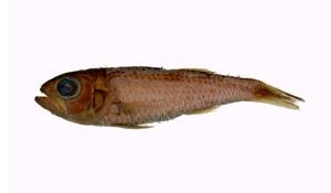 日本尖牙鱸( i Synagrops japonicus /i )