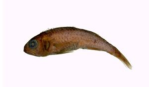日本尖牙鱸( i Synagrops japonicus /i )