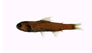 叉尾眶燈魚( i Diaphus signatus /i )
