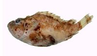 白條紋石狗公( i Sebastiscus albofasciatus /i )